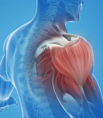 Orthopedic Hip Specialist